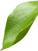 лист растения